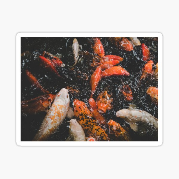 Koi Pond Sticker