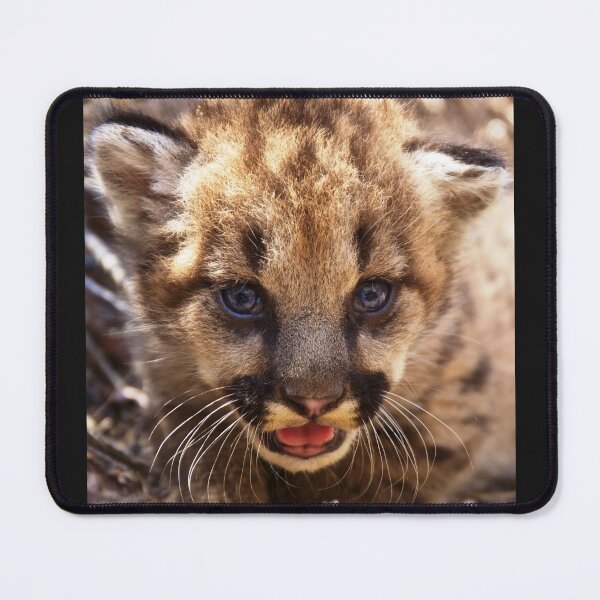 Item preview, Felines, animal collection #luk&arts make a tribute to those you like. designed and sold by LUK0arts.