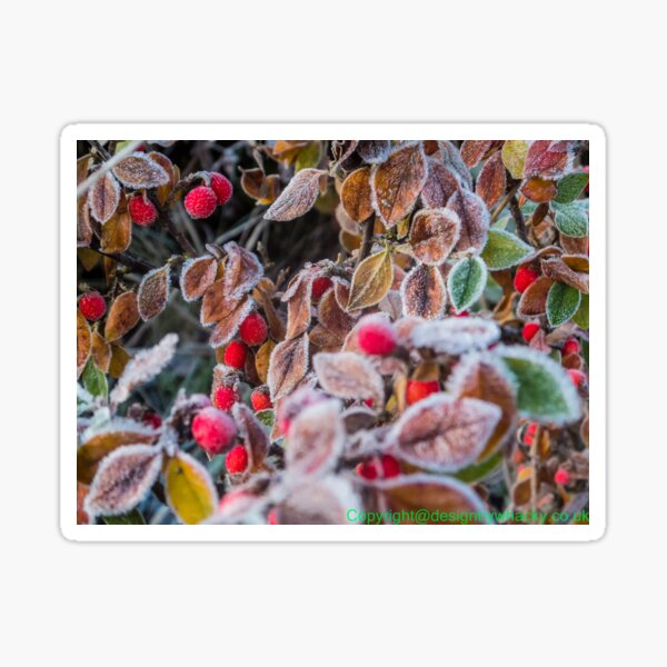 winter berries Sticker