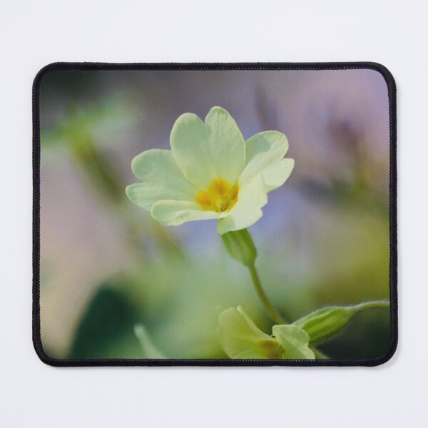 Item preview, Digital Photograph Of Primrose Flower designed and sold by SimonJohnson1.