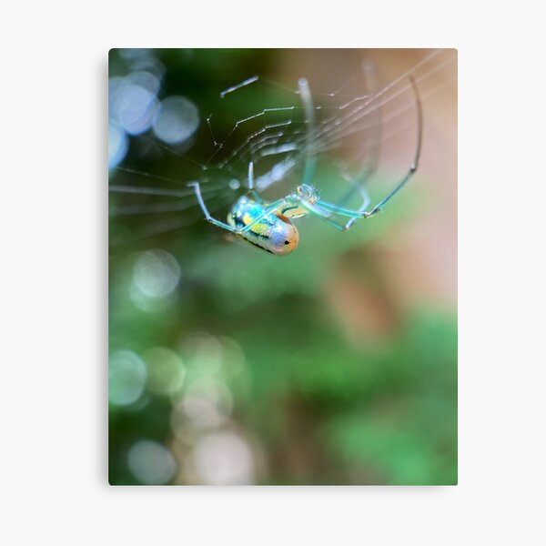Item preview, Radiant Spider designed and sold by NearScapes.