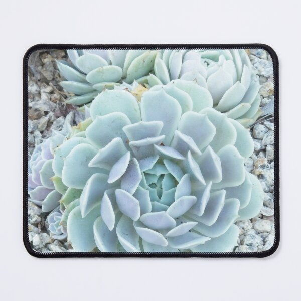 Item preview, Cactus in Garden at High Key designed and sold by Alchymie.