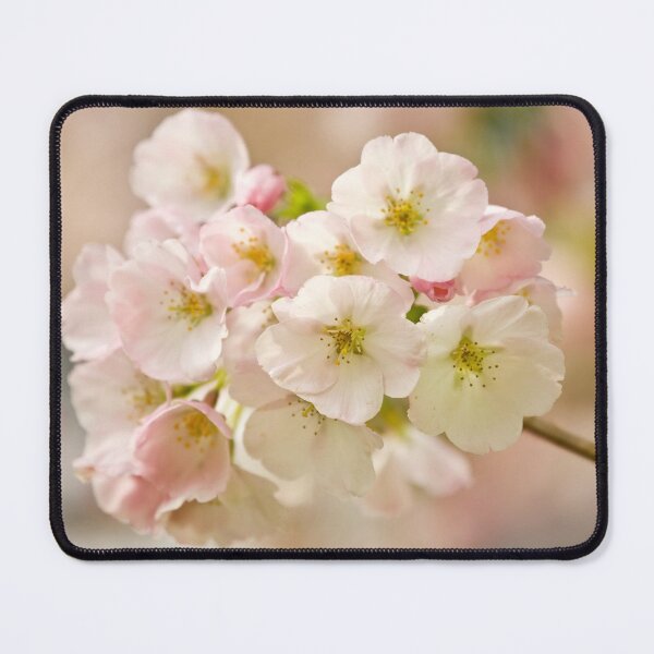Item preview, Digital Photograph of Spring Blossom designed and sold by SimonJohnson1.