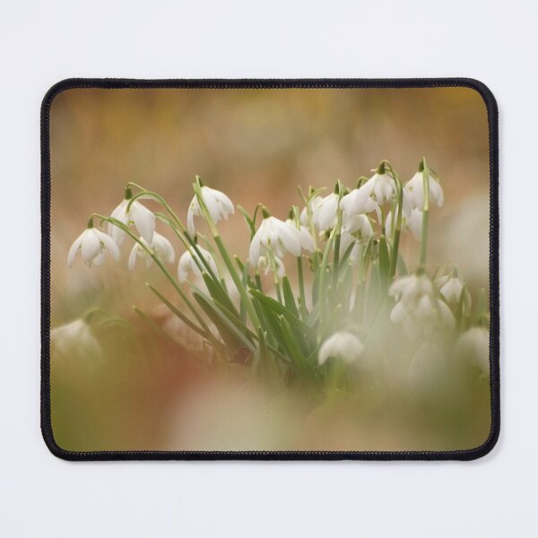 Item preview, Digital photograph of snowdrops designed and sold by SimonJohnson1.