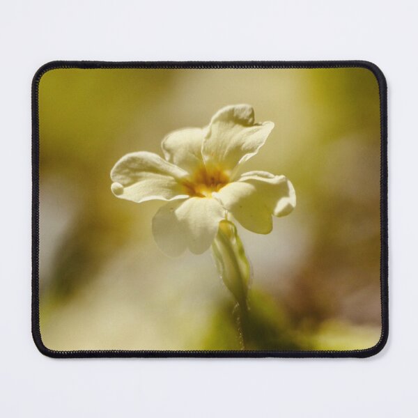 Item preview, Digital photograph of Primrose flower designed and sold by SimonJohnson1.