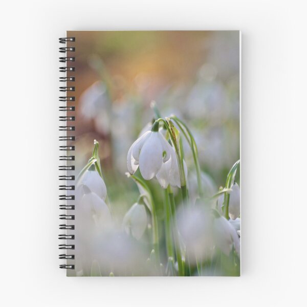 Aperçu de l'œuvre Photographie numérique de fleur de perce-neige créée et vendue par SimonJohnson1.