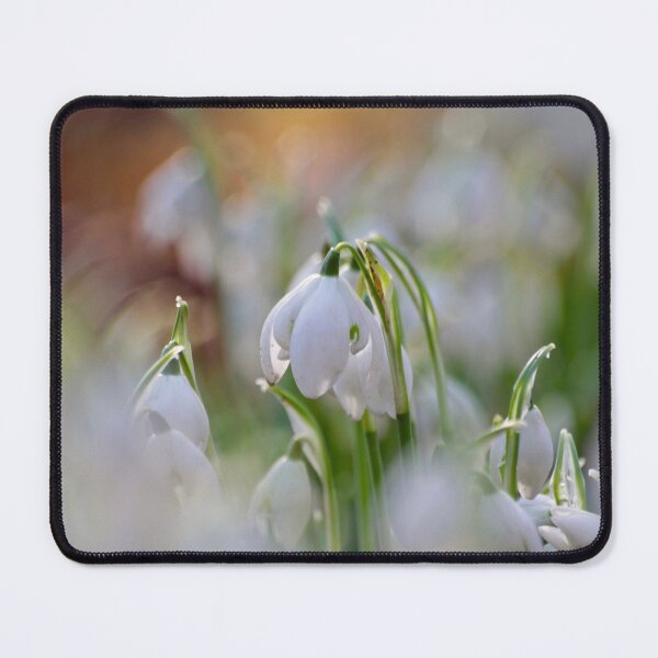 Item preview, Digital Photograph of snowdrop flower designed and sold by SimonJohnson1.