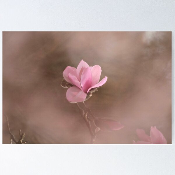 Item preview, Digital photograph of Magnolia Flower designed and sold by SimonJohnson1.