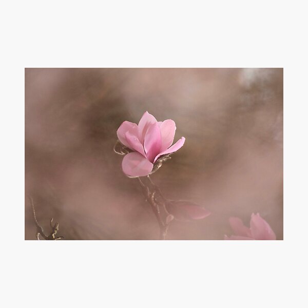 Item preview, Fotografía digital de Magnolia Flower designed and sold by SimonJohnson1.