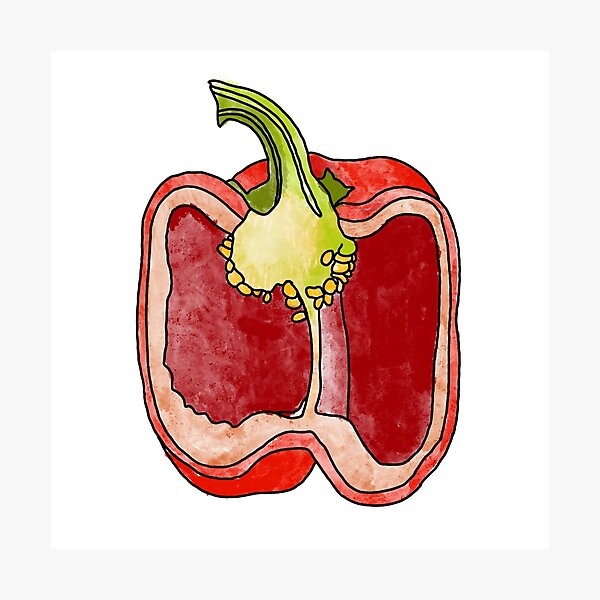 Item preview, Sweet red pepper. Cut the pod into halves. Realistic watercolor drawing on a white background. designed and sold by IrinaSenkova.
