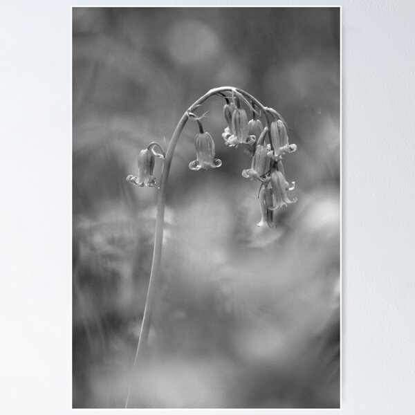 Item preview, Digital photograph of bluebell flower designed and sold by SimonJohnson1.