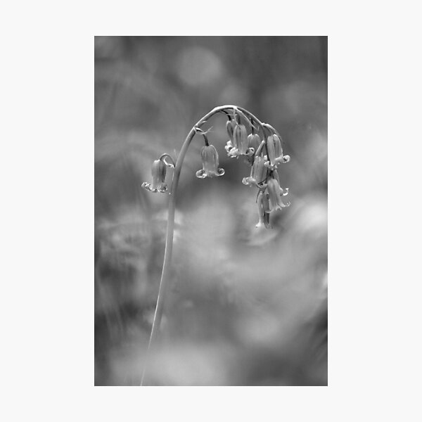Item preview, Fotografía digital de flor de campanilla designed and sold by SimonJohnson1.