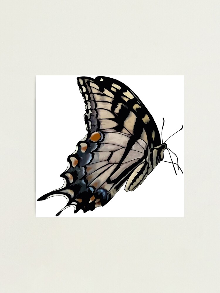 Tiger Swallowtail Butterfly Art Print – Tara Feather Designs