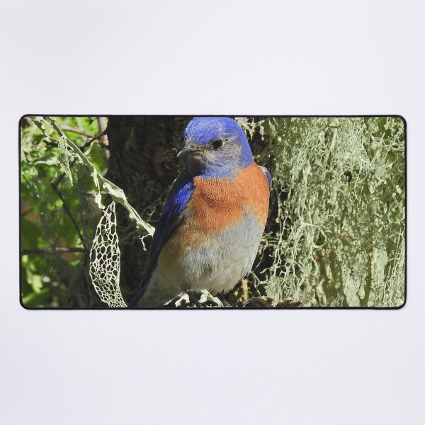 Item preview, Wildlife, gifts, birds, Western bluebird designed and sold by Sandra O'Toole.