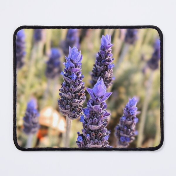 Item preview, lavender 01 designed and sold by alfaouzi.