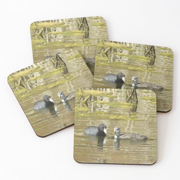 Item preview, American Coots, birds, wildlife, gifts, mama and babe designed and sold by Sandra O'Toole.