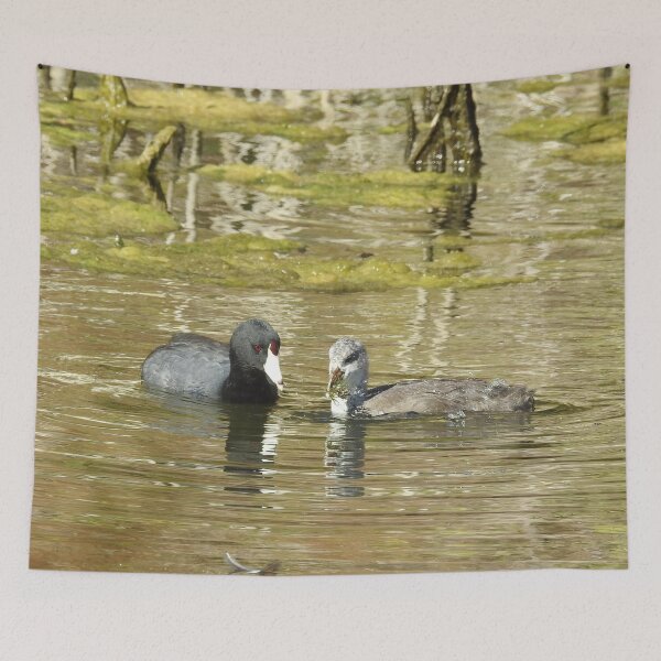 Item preview, American Coots, birds, wildlife, gifts, mama and babe designed and sold by Sandra O'Toole.