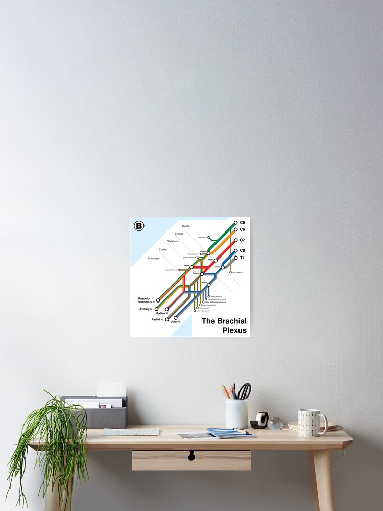 Thumbnail 2 of 3, Poster, Brachial Plexus Map designed and sold by alexdaidesigns.