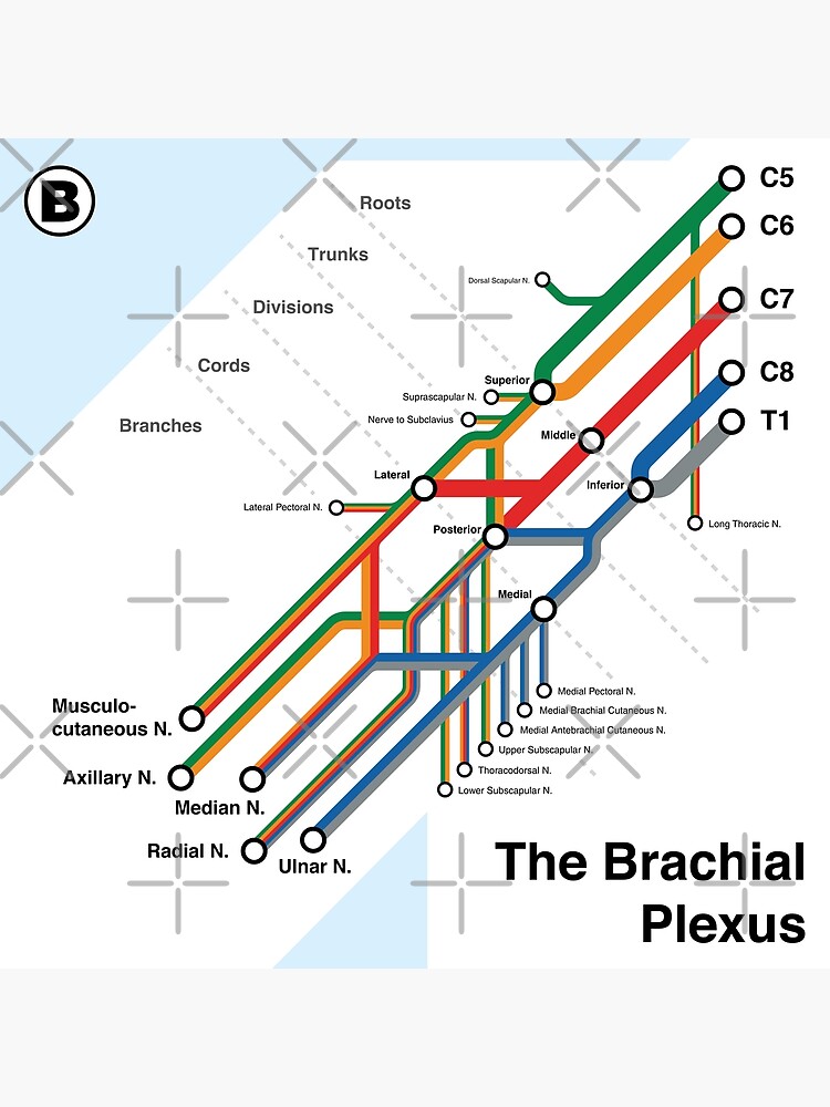 Thumbnail 3 of 3, Poster, Brachial Plexus Map designed and sold by alexdaidesigns.