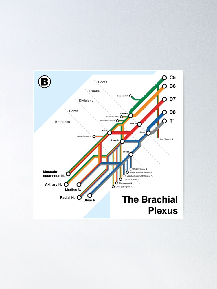 Thumbnail 1 of 3, Poster, Brachial Plexus Map designed and sold by alexdaidesigns.