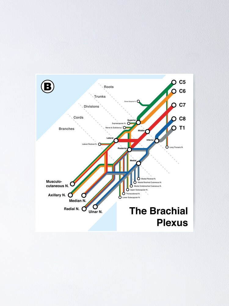 Thumbnail 1 of 3, Poster, Brachial Plexus Map designed and sold by alexdaidesigns.