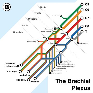 Artwork thumbnail, Brachial Plexus Map by Alex Dai