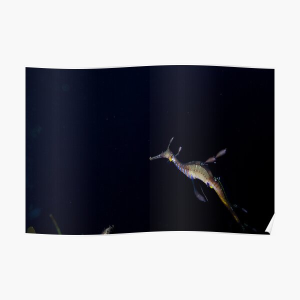 Weedy Seadragon Poster