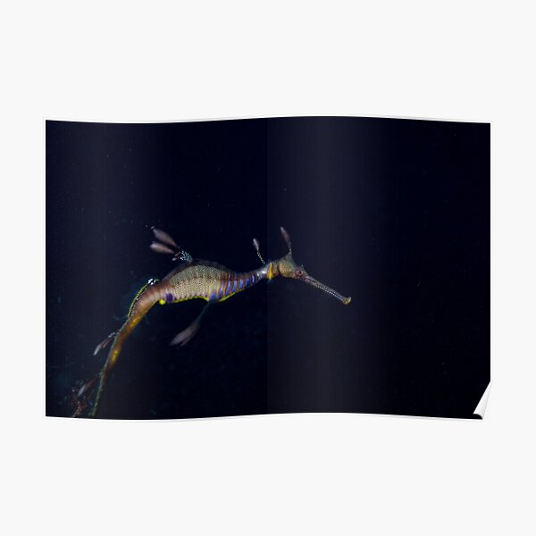 Weedy Seadragon Poster