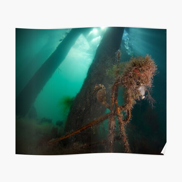Seahorse Poster