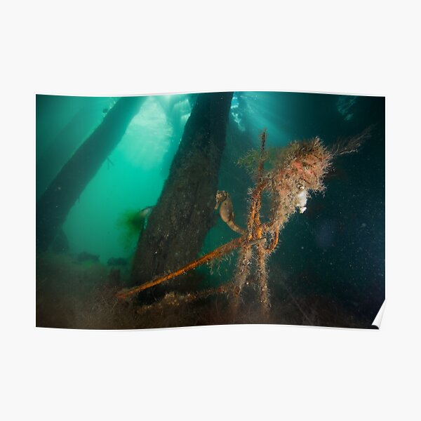 Seahorse Poster