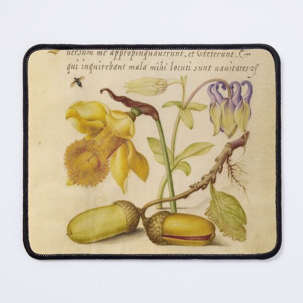 Item preview, Daffodil, Columbine, and Acorns: ca 1500's designed and sold by ebrawne.