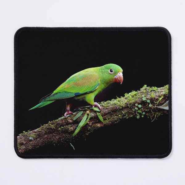 Item preview, Orange-Chinned Parakeet designed and sold by mlorenz.