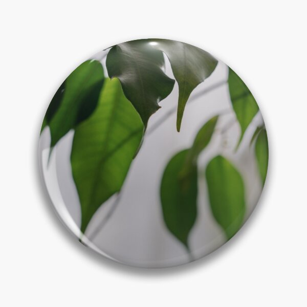 Item preview, Ficus houseplant leaves close-up, light background designed and sold by anstey.