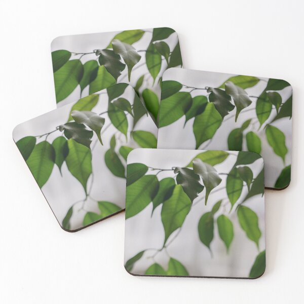Item preview, Ficus houseplant leaves close-up, light background designed and sold by anstey.