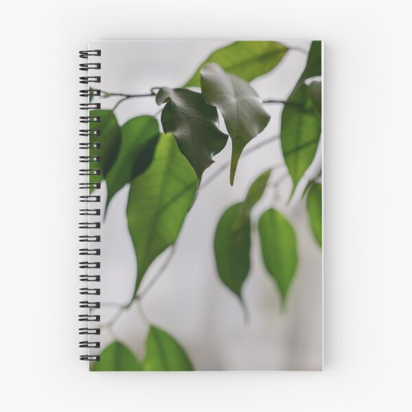 Item preview, Ficus houseplant leaves close-up, light background designed and sold by anstey.