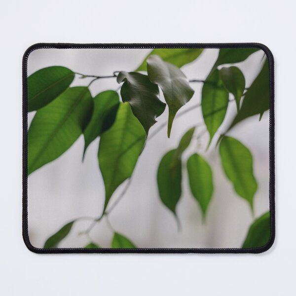 Item preview, Ficus houseplant leaves close-up, light background designed and sold by anstey.