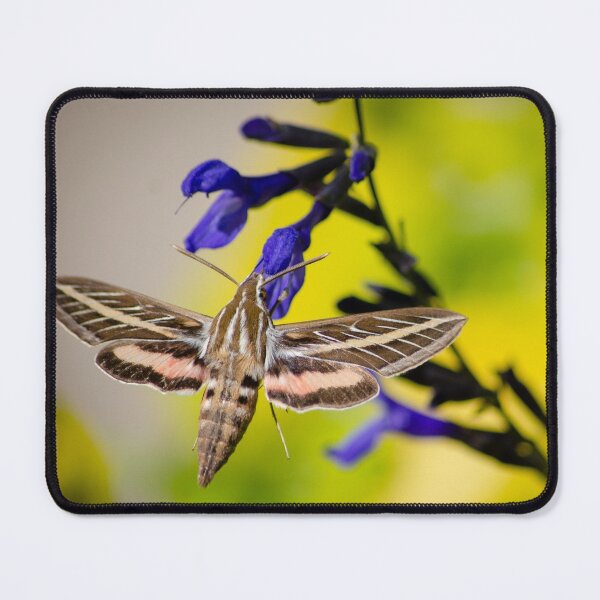 Item preview, Hummingbird Moth designed and sold by JoshuaBroken.