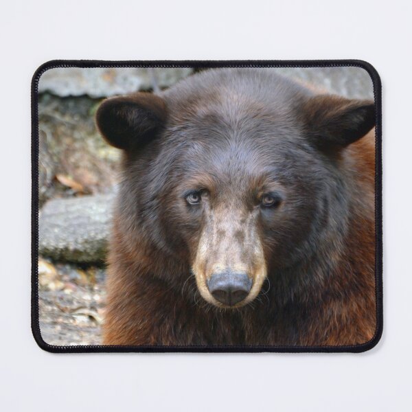 Item preview, Bear designed and sold by Savannah Gibbs.