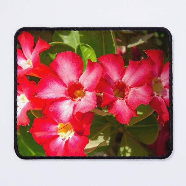 Item preview, Desert Rose Blooming In The Arabian Desert designed and sold by Mano Chandra Dhas.