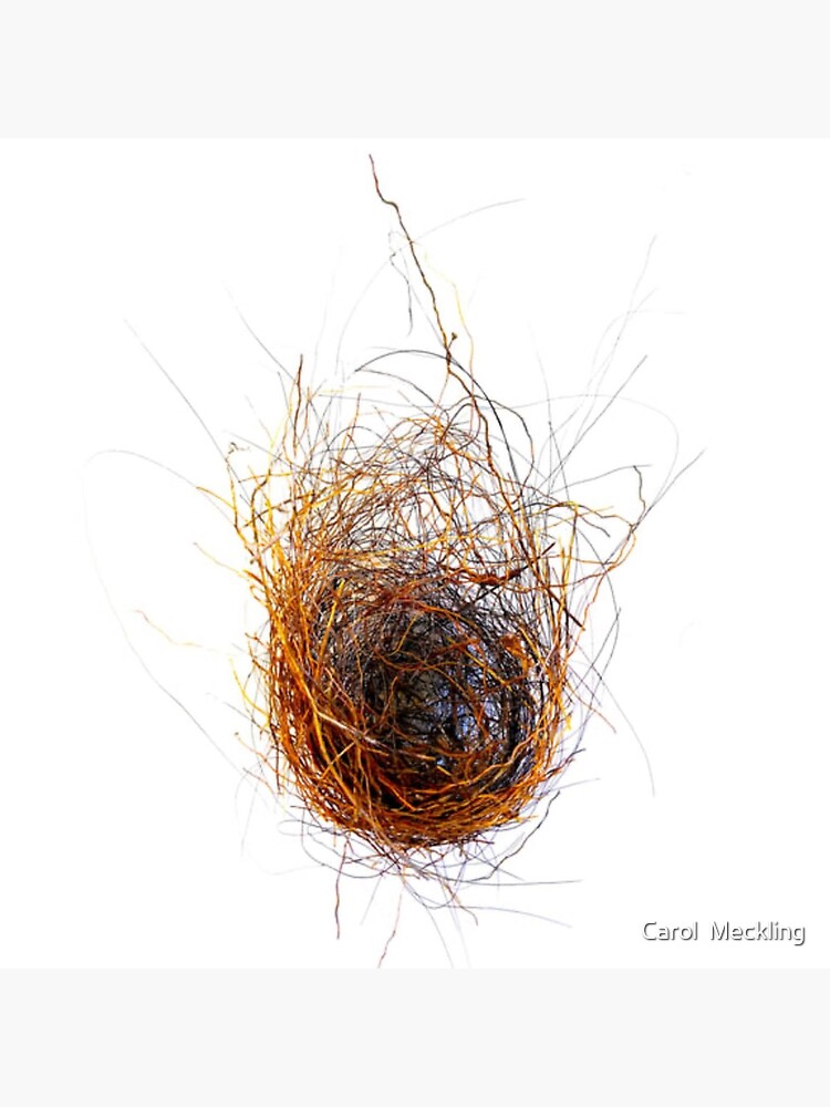 Nest by carolmeckling