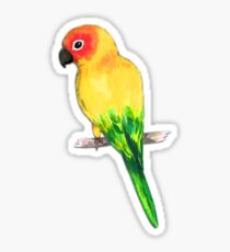 Sun conure Sticker