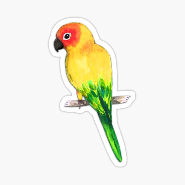 Sun conure Sticker