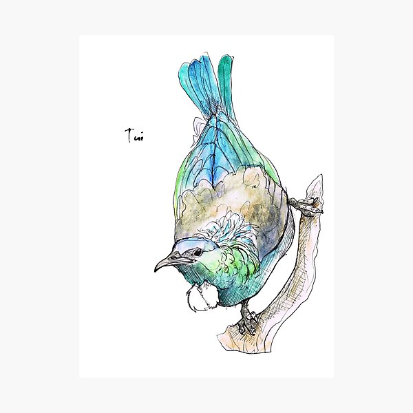 Tui Photographic Print