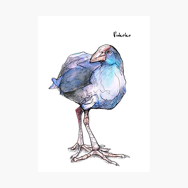 Pukeko (old version) Photographic Print