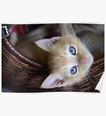 @PURRMINATORS Fudge Poster