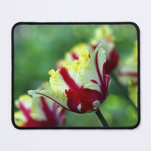 Item preview, Flamboyant designed and sold by cuprum.