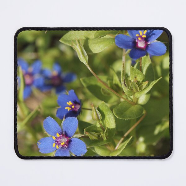 Item preview, Blue-scarlet Pimpernel designed and sold by cuprum.