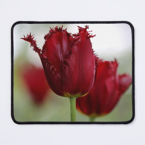 Item preview, Red Fringed Tulip designed and sold by cuprum.
