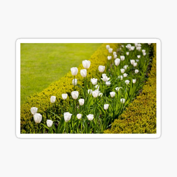 Item preview, White tulips in buxus arrangement designed and sold by Arletta Cwalina.