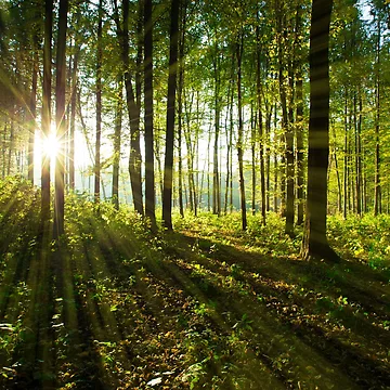 Artwork thumbnail, Forest Tree Landscape by JTS STORE